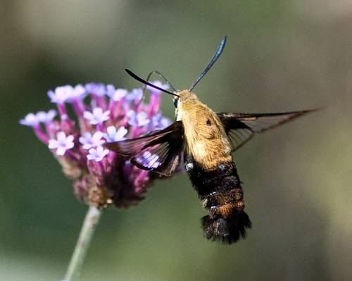 Hummingbird Moth 100916 016 by photofarmer is licensed under CC BY 2.0. ...NOTE Hemaris diffinis Sphingide